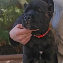 H litter Red Collar - Black brindle male Cane Corso puppy in Fort Scott, Kansas from Black Magic Cane Corso