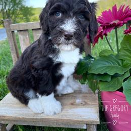 Aussiedoodle and Australian Shepherd Puppies from Dunroamin Farms Australian Shepherds and Aussiedoodles