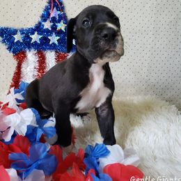 Great Dane Puppies from Gentle Giants of Tennessee Great Danes
