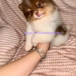 Pomeranian Puppies from Texas Tumbleweed Poms