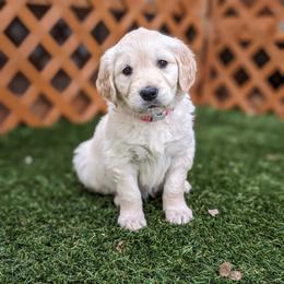 Golden Retriever Puppies from Mountain Sky Goldens   https://youtu.be/30SVQesEtig?si=CMjASv_Tza1VKSNt