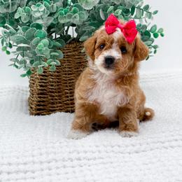Evie - Red  female Goldendoodle puppy in North Carolina from NC Doodle Puppies