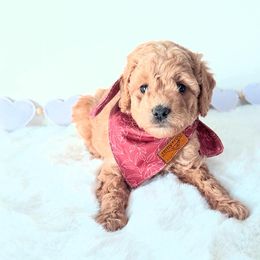 Celeste - Red female Bernedoodle puppy in Mc Kee, Kentucky from Jackson County Doodles