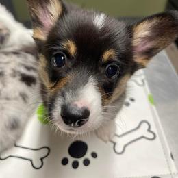 American Corgi and Pembroke Welsh Corgi Puppies from Flying K Corgis