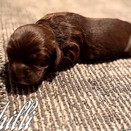 Chilli - Brown female Cocker Spaniel puppy in Clinton, Oklahoma from Enchanted Spaniels