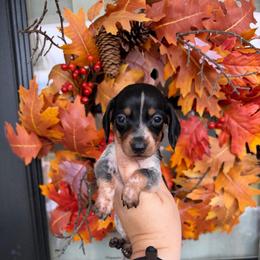 Abigail - Piebald female Dachshund puppy in Powell, Tennessee from Tall & Tiny TN k9s
