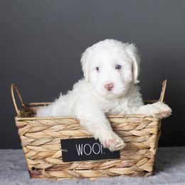 Australian Labradoodle Puppies from Napa Valley Australian Labradoodles