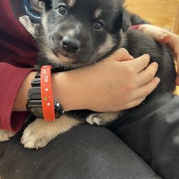 Lapponian Herder Puppies from Onnellinen Kennels Lapponian Herders