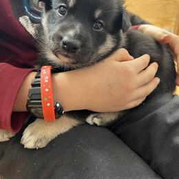 Lapponian Herder Puppies from Onnellinen Kennels Lapponian Herders