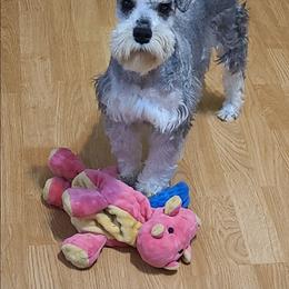 Miniature Schnauzer puppies from Kristy's French Bulldogs & Mini Schnauzers