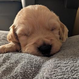 Green - Light golden male Golden Retriever puppy in Madison, Ohio from Heckmans English Cream Golden Retrievers