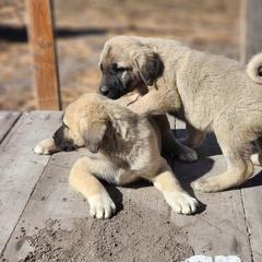 Central Asian Shepherd Dog and Kangal Puppies from VSH Kangal Dogs