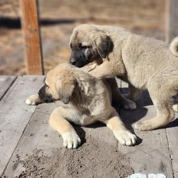 Central Asian Shepherd Dog and Kangal Puppies from VSH Kangal Dogs