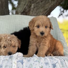 Ray - Red male Whoodle puppy in Rising Sun, Indiana from Ruby Lane Doodles