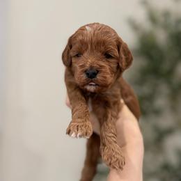 Cupcake girl - Red  female Goldendoodle puppy in Rio Linda, California from Plush Doodles