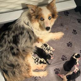 Malibu - American Corgi
