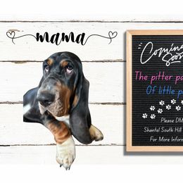 Basset Hound All Grown Up from South Hill Bassets