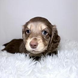 AC Slater - Chocolate and cream male Dachshund puppy in Perris, California from The Dach House