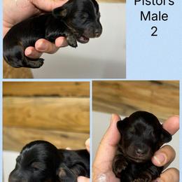 Pistol's male 2 - Black and tan male Dachshund puppy in Rattan, Oklahoma from Burgett’s Barnyard Dachshunds