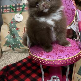 Pomeranian Puppies from FAITHOPELOVE POMS KENNELS