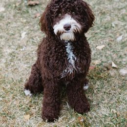 Maya - Australian Labradoodle