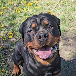 Darius - Rottweiler