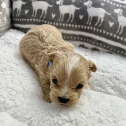 Zinny - Cafe au lait male Maltipoo puppy in Fredericksburg, Ohio from Edna Keim
