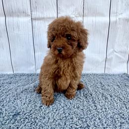 Sparkle (AKC) - Red  female Poodle puppy in Riverside, California from Red Toy Poodle World