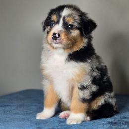 Finn - Blue merle male Miniature Australian Shepherd puppy in Harlingen, Texas from GulfCoastKennels
