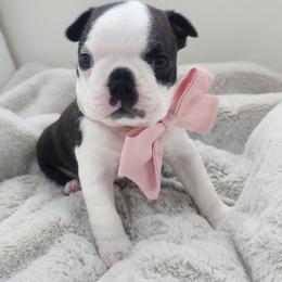 Dotty - Black brindle and white female Boston Terrier puppy in Leola, Pennsylvania from Edna's Homegrown Frenchies