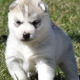 Siberian Huskies from Echoing Wind siberians