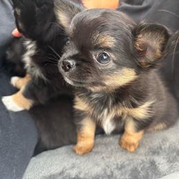 Churro - Black and tan female Chihuahua puppy in Mount Dora, Florida from Carroll’s Chihuahuas