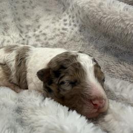 Boy 1 - Merle male Cavapoo puppy in Austin, Texas from Doodles of Central Texas