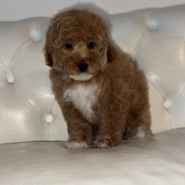 Bernedoodle, Cavapoo, Goldendoodle, Miniature Schnauzer, and Poodle Puppies from Pet Inn Xxweetdoodles