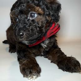 AKC Walnut - Male - Phantom male Poodle puppy in Tampa, Florida from The Sweet Life of a Toy Poodle