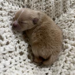 Lola - Cream sable female Pomeranian puppy in Jefferson City, Missouri from MJ’s Pomeranians
