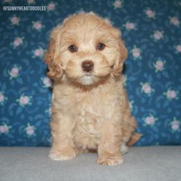 Coral - Caramel female Australian Labradoodle puppy in Hackettstown, New Jersey from Sunny Heart Doodles