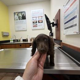 Cockapoo, Dachshund, Miniature Schnauzer, and Yorkshire Terrier Puppies from LUXEYPUPS
