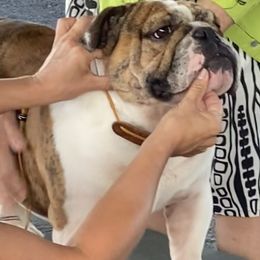 Arlo - Bulldog