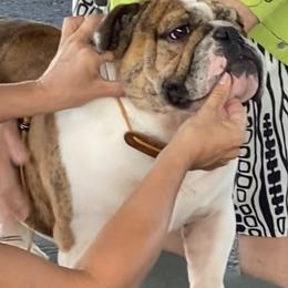 Arlo - Bulldog