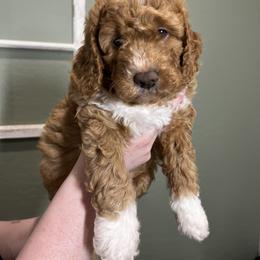 Bernedoodle Puppies from Hidden Hollow Doodles