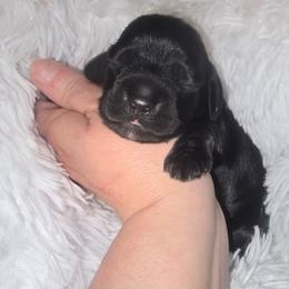 Vader - Black and tan male Cocker Spaniel puppy in Florence, South Carolina from Reddick's American Cocker Spaniels