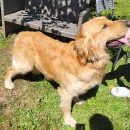 Rufus - Golden Retriever