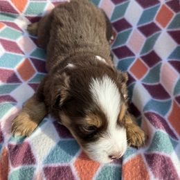 Miniature Australian Shepherd Puppies from R&R Mini Aussies