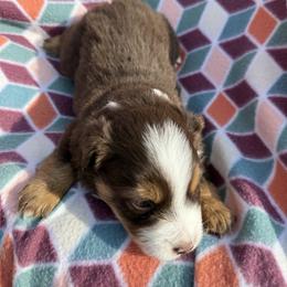 Miniature Australian Shepherd Puppies from R&R Mini Aussies
