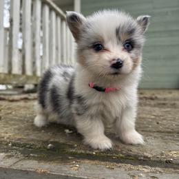 Jewel (pink) - Blue merle and white female American Corgi puppy in East Oakdale, California from Rhettro Kennels