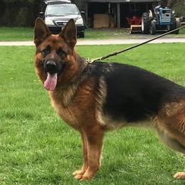 Callie - German Shepherd