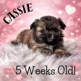 Cassie - Gold female Shih Tzu puppy in Hayden, Idaho from Phoenix Shih Tzu