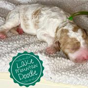 Australian Labradoodle, Double Doodle, Goldendoodle, and Labradoodle Puppies from Lake Mountain Doodle