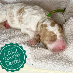 Australian Labradoodle, Double Doodle, Goldendoodle, and Labradoodle Puppies from Lake Mountain Doodle